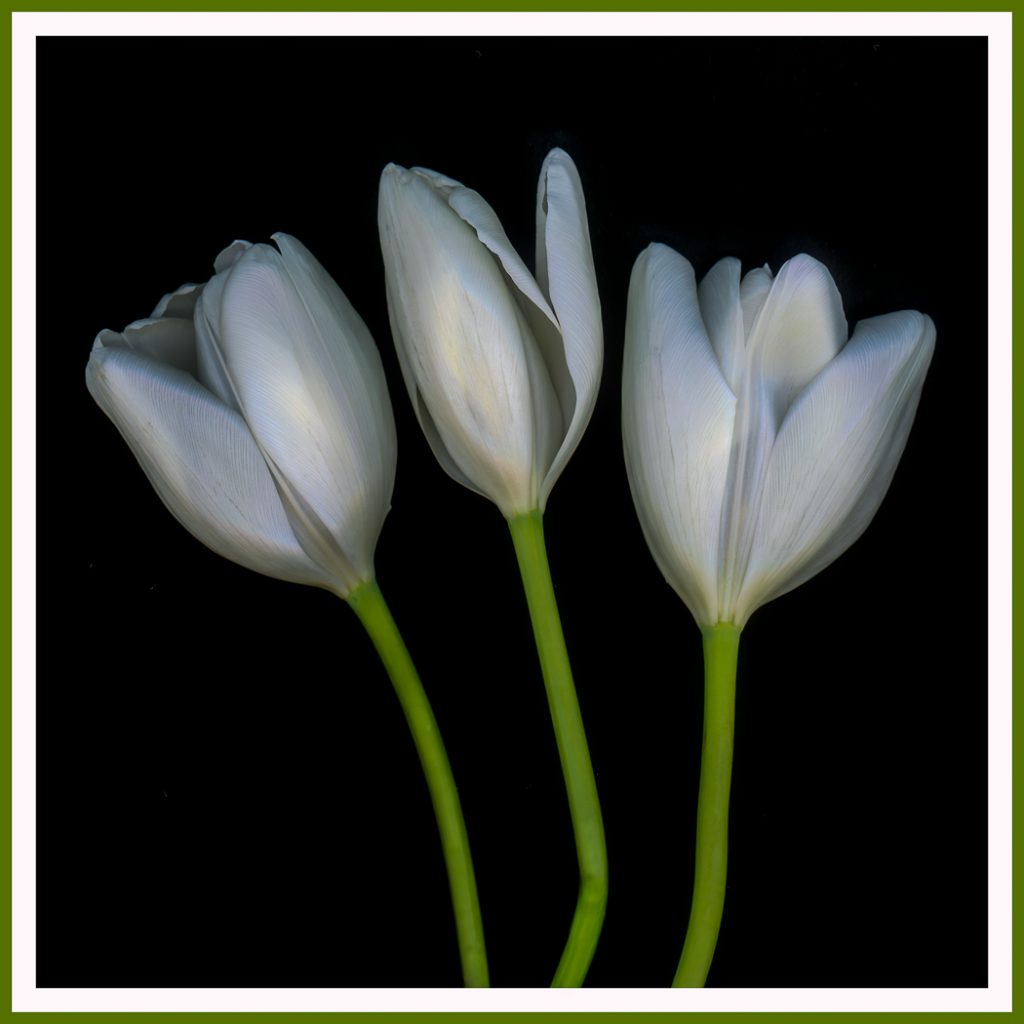Tulip Triplets - Alana Starkweather